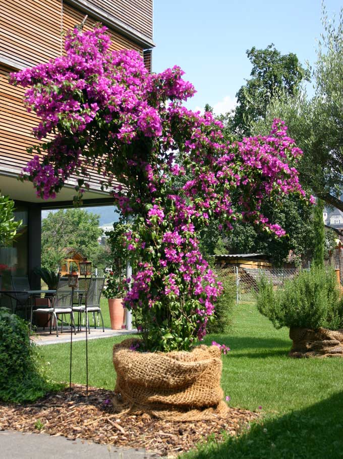 Bild einer Bougainvillea