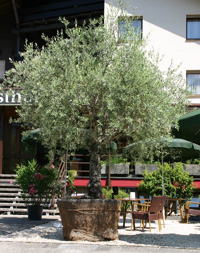 Bild eines Olivenbaumes